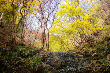 苔むした岩と崖から落ちる美しい小さな滝
紅葉が美しい。
神奈川県清川村、早戸川林道-2024年 