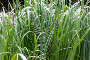 Hojas verdes