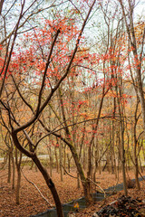 紅葉に彩られた美しい宮ヶ瀬湖。
紅葉が美しい。
神奈川県清川村、早戸川林道-2024年
