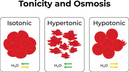 Tonicity and Osmosis Isotonic Hypertonic and Hypotonic Solutions