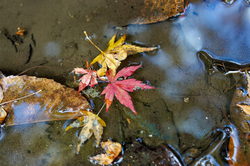 紅葉に彩られた美しい宮ヶ瀬湖。
紅葉が美しい。
神奈川県清川村、早戸川林道-2024年
