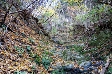 苔むした岩と崖から落ちる美しい小さな滝
紅葉が美しい。
神奈川県清川村、早戸川林道-2024年 