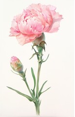 A delicate pink carnation, painted in soft watercolor strokes on white paper. The flowers have a natural shape and appear to be growing from the stem with green leaves at its base.