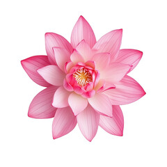 beautiful pink lotus flower with delicate petals and vibrant center, isolated on transparency background, evokes tranquility and elegance