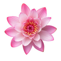 beautiful pink lotus flower with delicate petals and vibrant center, symbolizing purity and tranquility, isolated on transparent background