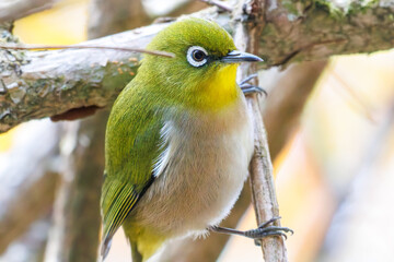 可愛いメジロ（メジロ科）
英名学名：Japanese White Eye, Zosterops Japonica (family...
