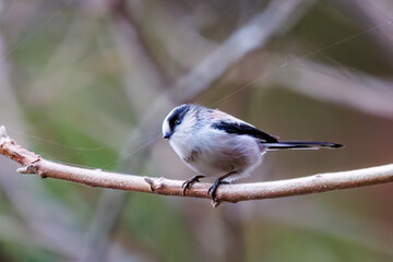 飛び回る可愛いエナガ（エナガ科）
英名学名：long-tailed tit (Aegithalos caudatus)
紅葉が美しい。
神奈川県清川村、早戸川林道-2024年
