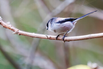 飛び回る可愛いエナガ（エナガ科）
英名学名：long-tailed tit (Aegithalos caudatus)
紅葉が美しい。
神奈川県清川村、早戸川林道-2024年
