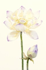 Fototapeta premium Watercolor painting of a white lotus flower and bud with purple dots on the petals, simple and detailed, against a white background. The colors are natural, and the lighting is natural.