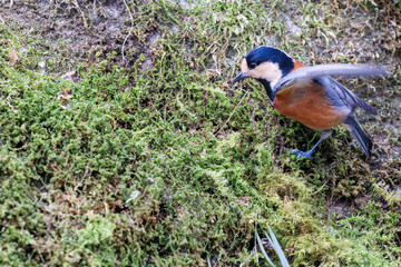 飛び出し飛翔する可愛いヤマガラ（シジュウカラ科）
英名学名：Varied Tit (Sittiparus varius)
紅葉が美しい。
神奈川県清川村、早戸川林道-2024年
