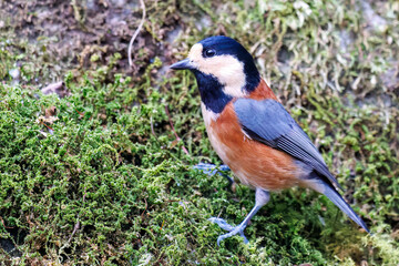 飛び出し飛翔する可愛いヤマガラ（シジュウカラ科）
英名学名：Varied Tit (Sittiparus varius)
紅葉が美しい。
神奈川県清川村、早戸川林道-2024年
