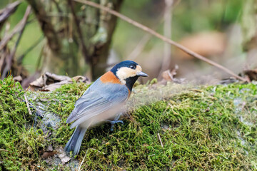 飛び出し飛翔する可愛いヤマガラ（シジュウカラ科）
英名学名：Varied Tit (Sittiparus varius)
紅葉が美しい。
神奈川県清川村、早戸川林道-2024年

