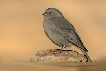 Plumbeous sierra finch (Geospizopsis unicolor) perched on a rock