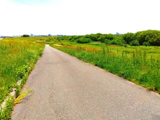 スイバとギシギシの生える初夏の江戸川土手から河川敷に下りる坂道風景