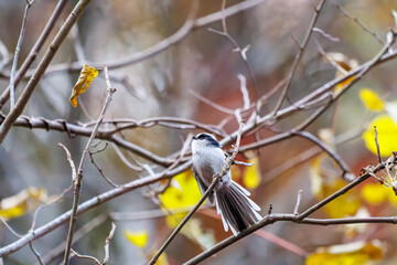 飛び回る可愛いエナガ（エナガ科）
英名学名：long-tailed tit (Aegithalos caudatus)
紅葉が美しい。
神奈川県清川村、早戸川林道-2024年
