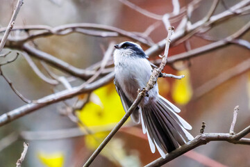 飛び回る可愛いエナガ（エナガ科）
英名学名：long-tailed tit (Aegithalos caudatus)
紅葉が美しい。
神奈川県清川村、早戸川林道-2024年
