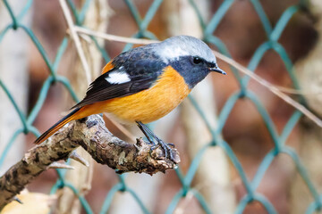 飛び出し飛翔する可愛いジョウビタキ（ヒタキ科）
英名学名：Daurian Redstart (Phoenicurus auroreus)
紅葉が美しい。
神奈川県清川村、早戸川林道-2024年
