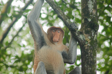 Naklejka premium Proboscis Monkey, Nasalis Larvatus or long-nosed monkey, known as the bekantan 