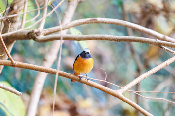 飛び出し飛翔する可愛いジョウビタキ（ヒタキ科）
英名学名：Daurian Redstart (Phoenicurus auroreus)
紅葉が美しい。
神奈川県清川村、早戸川林道-2024年
