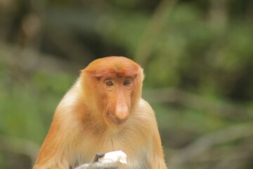 Proboscis Monkey, Nasalis Larvatus or long-nosed monkey, known as the bekantan	
