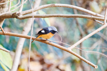 飛び出し飛翔する可愛いジョウビタキ（ヒタキ科）
英名学名：Daurian Redstart (Phoenicurus auroreus)
紅葉が美しい。
神奈川県清川村、早戸川林道-2024年
