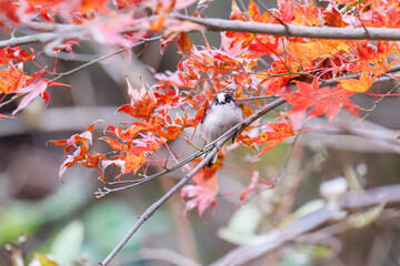 飛び回る可愛いエナガ（エナガ科）
英名学名：long-tailed tit (Aegithalos caudatus)
紅葉が美しい。
神奈川県清川村、早戸川林道-2024年
