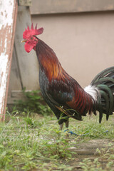close up of vibrant rooster with blur background	
