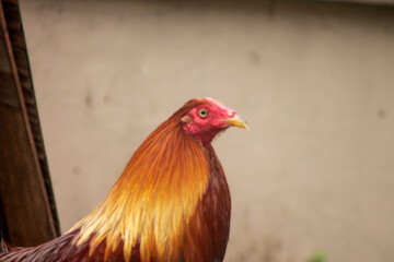close up of vibrant rooster with blur background	
