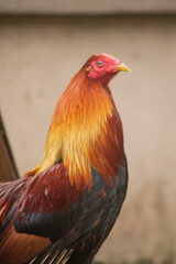 close up of vibrant rooster with blur background	
