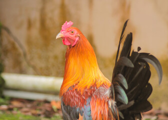 close up of vibrant rooster with blur background	
