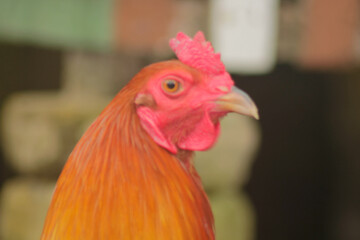 close up of vibrant rooster with blur background	

