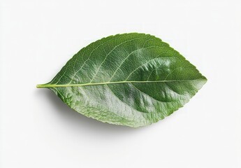 Obraz premium Fresh Green Leaf Isolated on White Background Natural Botanical Element for Textures and Patterns