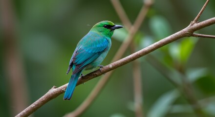Vibrant Green And Blue Bird Perched On A Branch