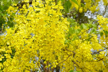 Cassia fistula is a plant native to South Asia.