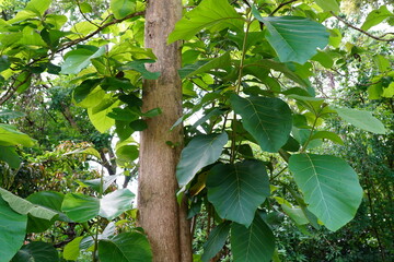 Tectona grandis is a large deciduous tree in summer.