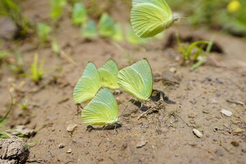 Butterflies found in the natural forest.