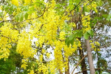 Cassia fistula is a plant native to South Asia.
