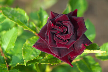 A large single rose with maroon petals in a flower bed on the territory of the Astrakhan Kremlin on...