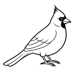 Obraz premium Northern Cardinal illustration white background