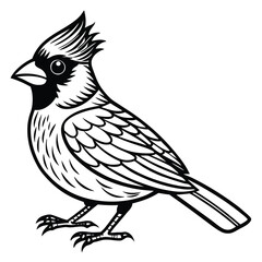 Obraz premium Northern Cardinal illustration white background