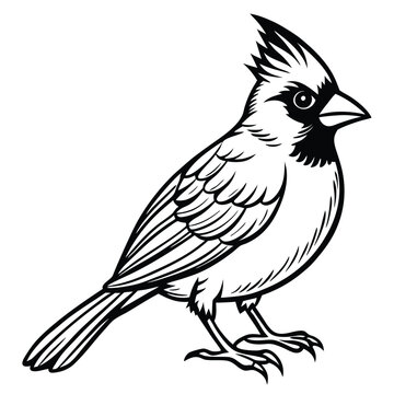 Northern Cardinal illustration white background