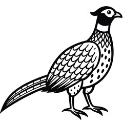 Obraz premium Pheasant vector illustration white background