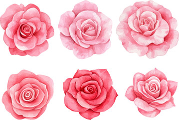 set of pink roses