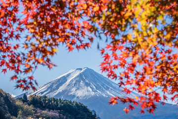Autumn leaves and snow-capped Mt. FUJI