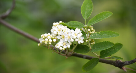 A delicate cluster of white rowan blossoms emerges on a branch in a soft, green setting.