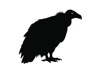 Fototapeta premium Vulture silhouette. This image is a black silhouette of a vulture, a scavenging bird of prey. Vector clipart illustration design.