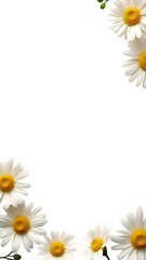 Fototapeta premium Elegant White Daisy Floral Border – Perfect for Spring and Summer Invitations, Greeting Cards, Wedding Templates, and Botanical Designs.