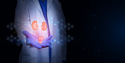 A urologist holding an anatomical model of the male urinary system. Concepts of urological health,...