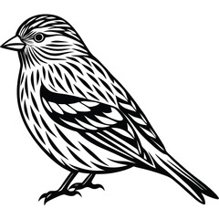 Fototapeta premium Pine Siskin vector illustration white background