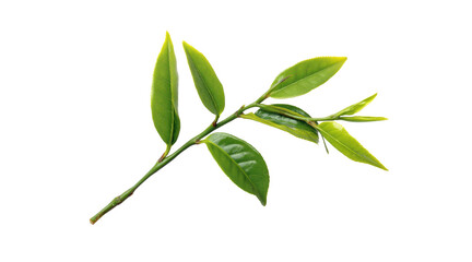 Fototapeta premium Tea branch with fresh green leaves isolated on a transparent background
